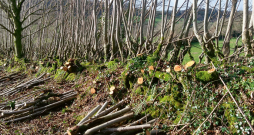 Kurināmajai koksnei apsaimniekots robeždzīvžogs. Kurināmajai koksnei apsaimniekots robeždzīvžogs.