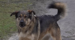 Ekrānuzņēmums no 4. studijas sižeta.