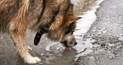 Dzīvnieki var inficēties ar leptospirām, dzerot ūdeni no peļķēm, grāvjiem vai citām stāvošām ūdenstilpēm.