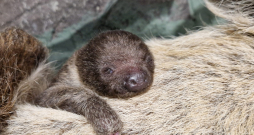 12. decembrī piedzimušais sliņķu mazulis. 12. decembrī piedzimušais sliņķu mazulis.