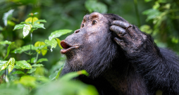 Šimpanze runā.