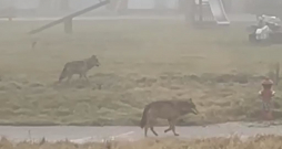 Vilki bērnu rotaļlaukumā. Vilki bērnu rotaļlaukumā.