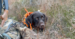 Kad medības izdevušās, pozēšana ar medījumu ir grūta – jāiet meklēt nākamo putnu. Kad medības izdevušās, pozēšana ar medījumu ir grūta – jāiet meklēt nākamo putnu.
