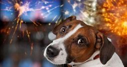 Ne visi dzīvnieki baidās no uguņošanas, viss atkarīgs, cik sunim jutīga nervu sistēma.