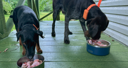 Režīms un ēdienreizes suņiem ir ļoti svarīgi. Režīms un ēdienreizes suņiem ir ļoti svarīgi.