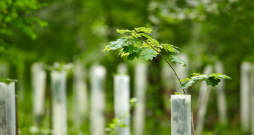 Viens no jauno stādu aizsardzības veidiem ir plastmasas cilindru izmantošana.