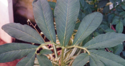 Ķirzakaste jeb pilienu sauromāts.