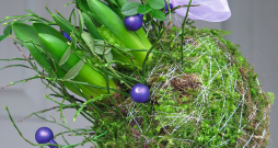 Sūnu bumba. Sūnu bumba.