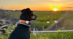 Vecais suns varbūt vairs nevar iet medībās, bet tas par tām domā visu laiku. Vecais suns varbūt vairs nevar iet medībās, bet tas par tām domā visu laiku.