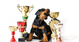 Šķirnes suņu izstādes ir zootehnisks pasākums un tajās iegūtais novērtējums ir selekcijas atlases pamatā.