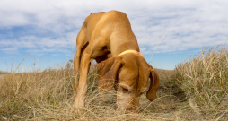 Asinspēdu meklēšana. Asinspēdu meklēšana.