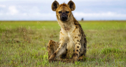 Plankumainā hiēna. Plankumainā hiēna.