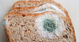 Iepelējusi maize, pelējumsn.