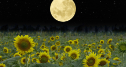 Katru mēnesi 27 diennaktīs Mēness debesjumā atkārto Saules gada ceļu. 