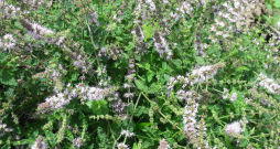 Zemeņu mētra sasniedz 30 cm augstumu. Veido ļoti kuplu krūmiņu ar smalkām, grubuļainām lapiņām un garām smalku, gaiši violetu ziedu vālītēm. Labi sader kopā ar kaltētām ogām, lieliski papildina dažādus deserta ēdienus. Tēja iegūst zemeņu ogu aromātu.