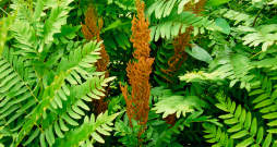 Paparde 'Osmunda Regalis'. Paparde 'Osmunda Regalis'.