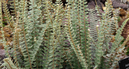 Vindhama astrolēpe.