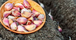 Pavasarī stāda, tiklīdz augsne iesilusi līdz 5–7 ºC un kļūst apstrādājama