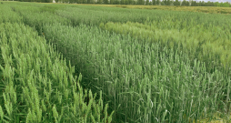 Vasaras kviešu lauks.