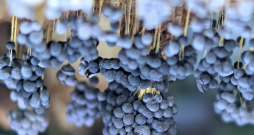  Vīnogķekaru dzelksnīte.