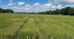 Vasaras miežu lauks. Vasaras miežu lauks.