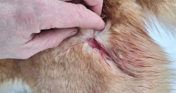 Vēl vienu Rietumsibīrijas laiku plēsēji sakoda, taču suns izdzīvoja. 