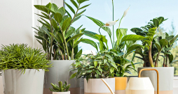 Telpaugi piešķir mājīgumu, taču to labsajūtai nepieciešama pareiza kopšana.