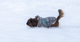 Ziema. Ilustratīvs attēls. Ziema. Ilustratīvs attēls.