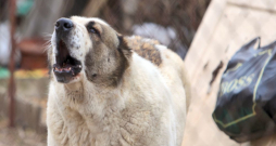 Ilustratīvs attēls. Ilustratīvs attēls.