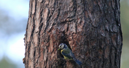 Gada dzīvotne 2026 – koka dobums.