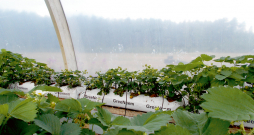 Ja lapu dzeltēšana vai mozaīkas raksta veidošanās notiek lokāli, nav jāsteidzas mainīt barības šķīduma recepti – tas var būt mitruma trūkums vai pārmērīgs daudzums laistīšanas sistēmas bojājuma dēļ.