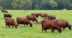 Embriju transferences metode izmantota arī, lai saglabātu unikālās Latvijas Brūnās un Latvijas Zilās govs šķirnes, kādu citur pasaulē nav.