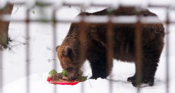 Lācene Ilzīte savā 25 gadu jubilejas svinību pasākumā Līgatnes dabas takās.