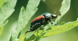 Japānas vabole (Popillia japonica) ir smaragdzaļā krāsā, aptuveni 1 cm garas, ar brūniem segspārniem, to no līdzīgās maijvaboles var atšķirt pēc baltiem matiņu pušķīšiem uz vēdera sāniem un pakaļgala. Japānas vabole (Popillia japonica) ir smaragdzaļā krāsā, aptuveni 1 cm garas, ar brūniem segspārniem, to no līdzīgās maijvaboles var atšķirt pēc baltiem matiņu pušķīšiem uz vēdera sāniem un pakaļgala.