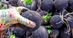 Melnos rutkus novāc oktobrī. Melnos rutkus novāc oktobrī.