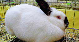 Kalifornijas šķirnes trušus iesaka izvēlēties iesācējiem.