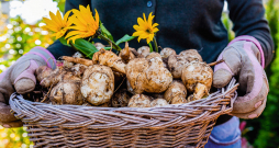 Topinambūrs ir viegli audzējams un neizvēlīgs augs, kas labi aug gandrīz jebkurā dārza augsnē, īpaši saulainās un siltās vietās.