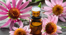 Purpursarkanā ehinācija.