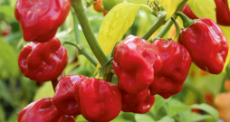 'Habanero sarkanie' 'Habanero sarkanie'