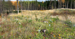 Mežu stāda arī mazie meža īpašnieki. Jumpravas saimnieks Andrejs Kalniņš visus astoņus hektārus lauksaimniecībā izmantojamās zemes apstādījis ar priedi, egli, bērziem un melnalksni.