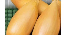 Sīpoli  'Lyubchik'.