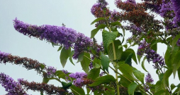 Dāvida budleja. Dāvida budleja.