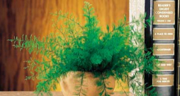 Sertulārija. Sertulārija.