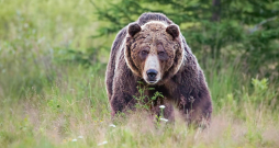 Lācis ir milzīgs, ļoti ātrs un ārkārtīgi izturīgs dzīvnieks. Pistole lāci neapturēs.