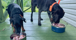 Iekšas – sirds, plaušas, nieres, diafragma, vēdera plēve, dažādi atgriezumi – ir ideāla izejviela suņu pārtikas pagatavošanai.