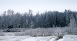 Sals. Ziemas ainava.