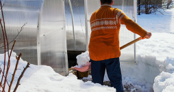 Ja siltumnīca ziemā ir tukša un tajā nekas nepārziemo, sniega nešana iekšā drīzāk ir fiziska nodarbe.