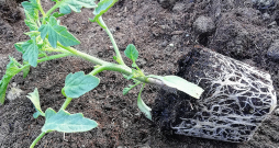 Ja stādi ir īsi, kompakti un ar labi attīstītu sakņu sistēmu, tie nav jāstāda slīpi. Ja stādi ir īsi, kompakti un ar labi attīstītu sakņu sistēmu, tie nav jāstāda slīpi.