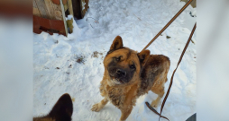 Pārtikas un veterinārais dienests no kādas saimniecības izņēmis 15 suņus un trīs kaķus.