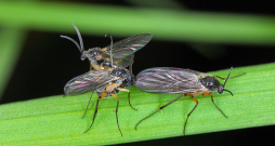 Gadā var attīstīties 3–4 trūdodiņu paaudzes. Gadā var attīstīties 3–4 trūdodiņu paaudzes.